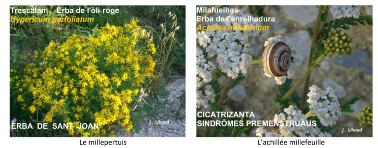 josiane Ubaud, botaniste, plantes médicinales occitanes, millepertuis, achilée millefeuille